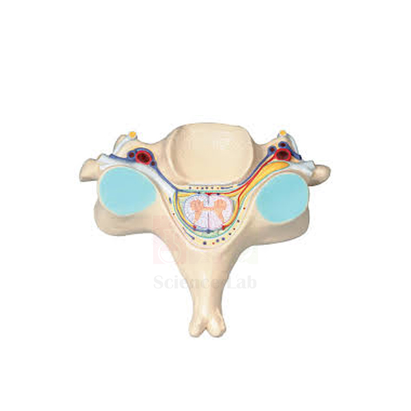 Human Spinal Cord Section Model